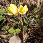 spring crocus -slightly poison